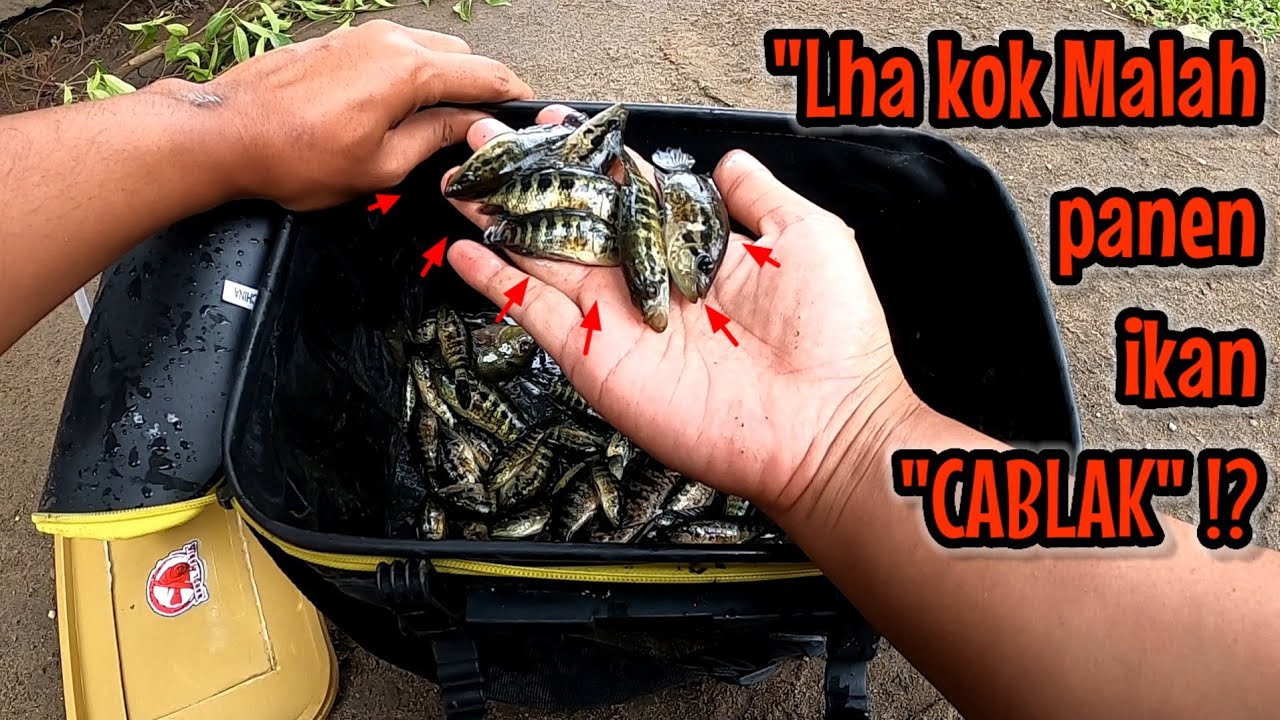 AWALNYA GAK NIAT KE SPOT INI ‼️ TERNYATA MALAH PANEN CABLAK || mancing ikan red devil NAHOL MANIA