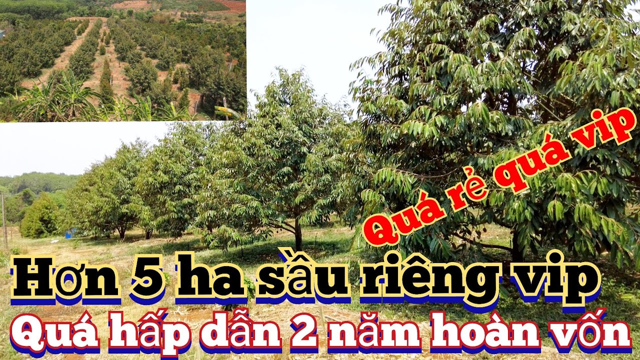 Hơn 5 ha sầu riêng vip nhất đức cơ gia lai nhà ao hồ nước thiên thu  nguồn thu cực mạnh giá hợp lý