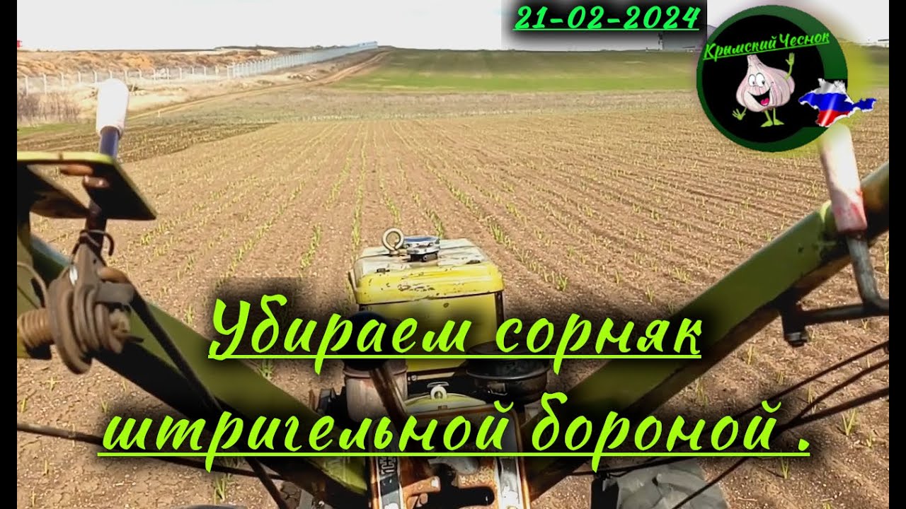 Боронование чеснока штригелем.