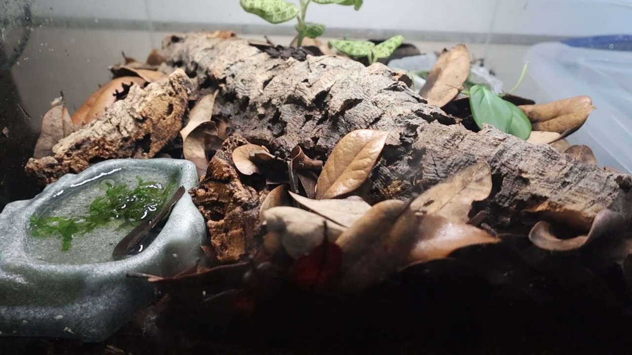Baby Ranitomeya Dart Frogs