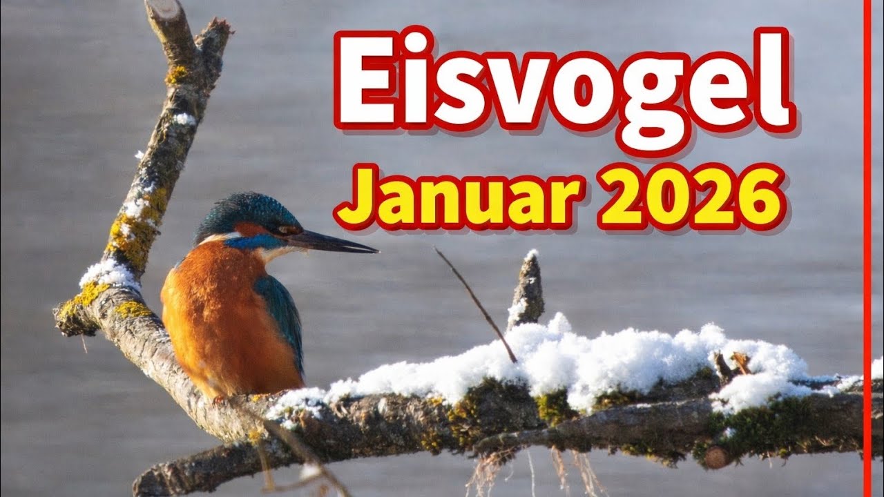 Eisvogel ( Kingfisher )