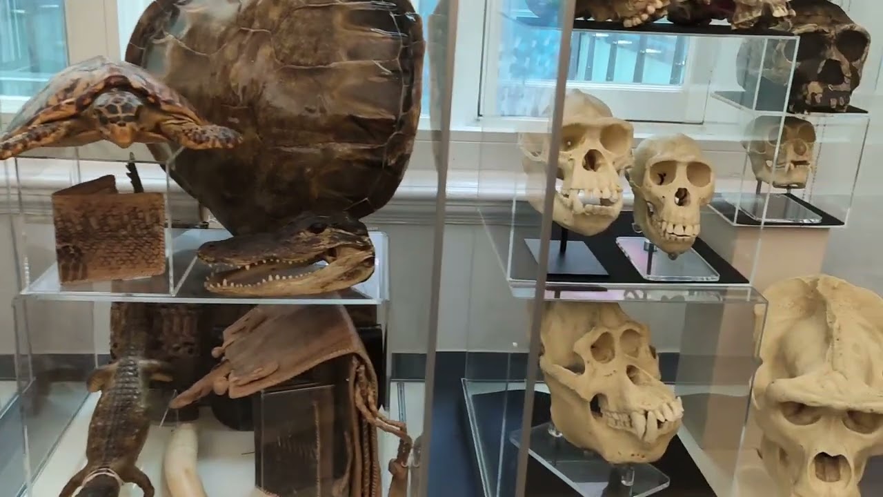 World Museum - Liverpool