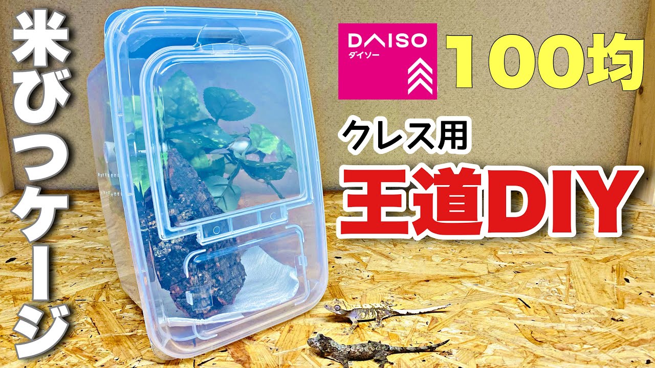 これぞ王道DIY！米びつを使ったクレステッドゲッコー用自作ケージ
