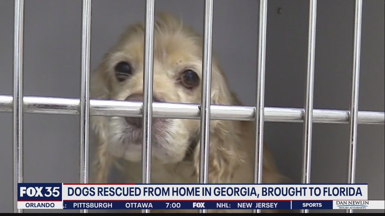 Dogs rescued from breeder in Georgia, authorities say