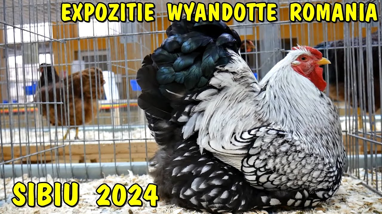 Viața la țară - EXPOZIȚIA de găini Wyandotte Club Romania - SIBIU 2024