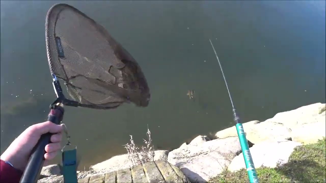 The new Arctic fish