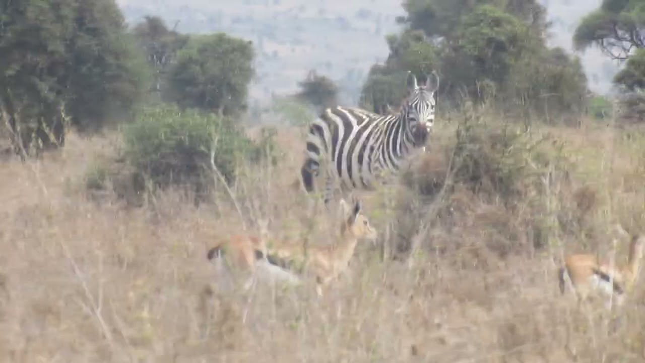 Thompson's Gazelles and Common Zebras Sharing the Savannah. 