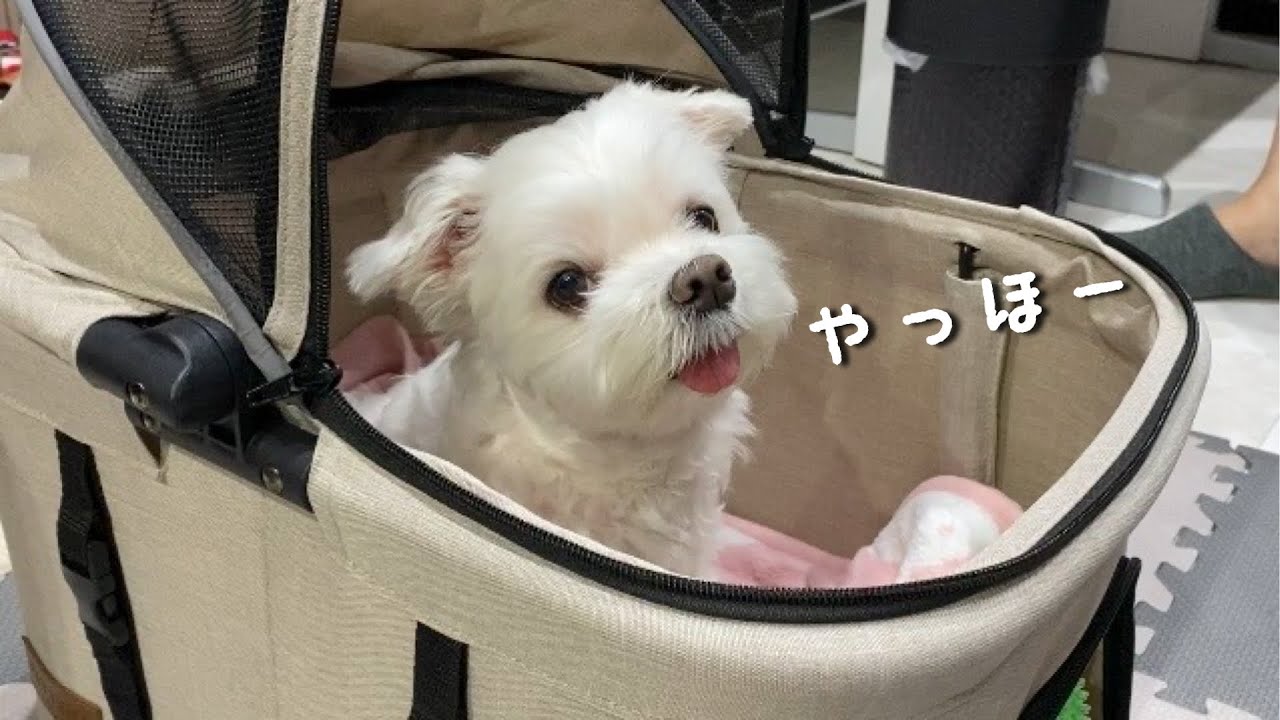 愛犬に超コンパクトな新車を買ったら居心地が良すぎてこうなった