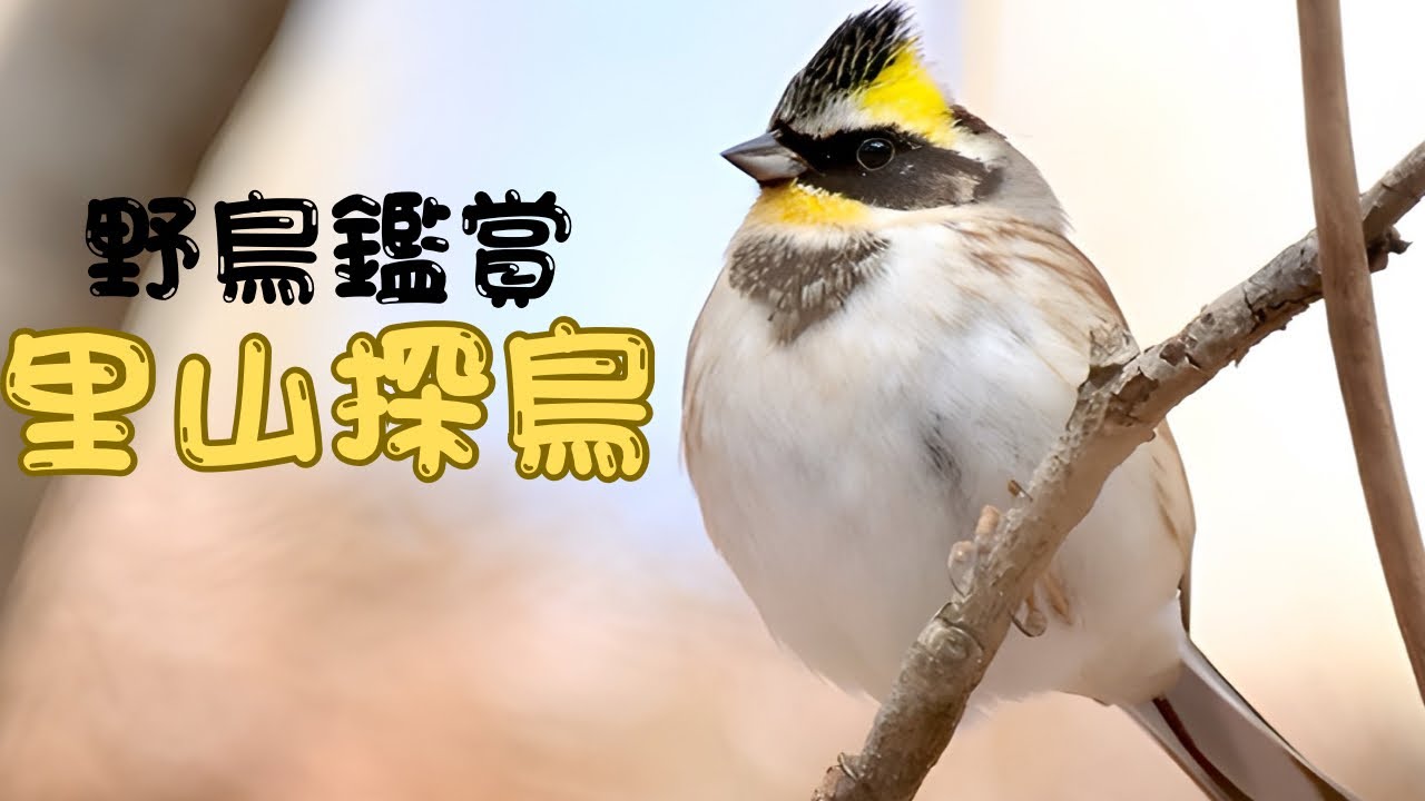 野鳥鑑賞 里山探鳥【野鳥撮影】【バードウォッチング】