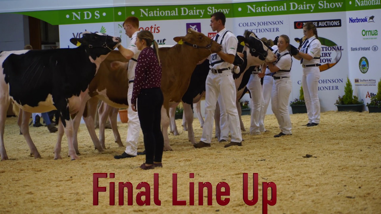 National Dairy Show.Showmanship (Class C) Holstein/Jersey Calf.Judge -Michael Yates
