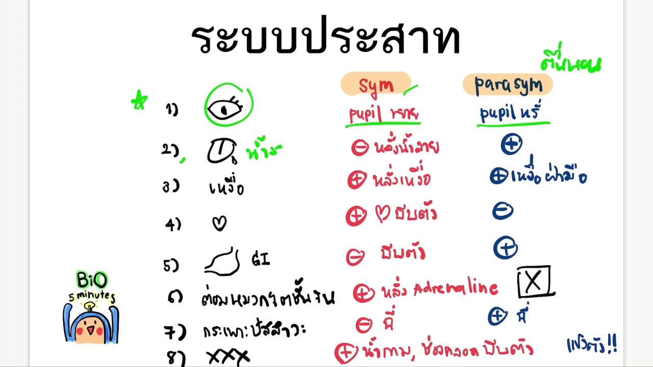 16 Autonomic nevous system