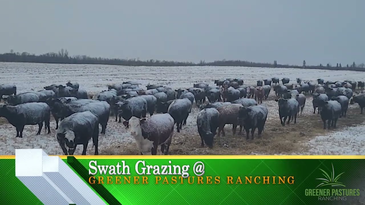 Swath Grazing Set Up