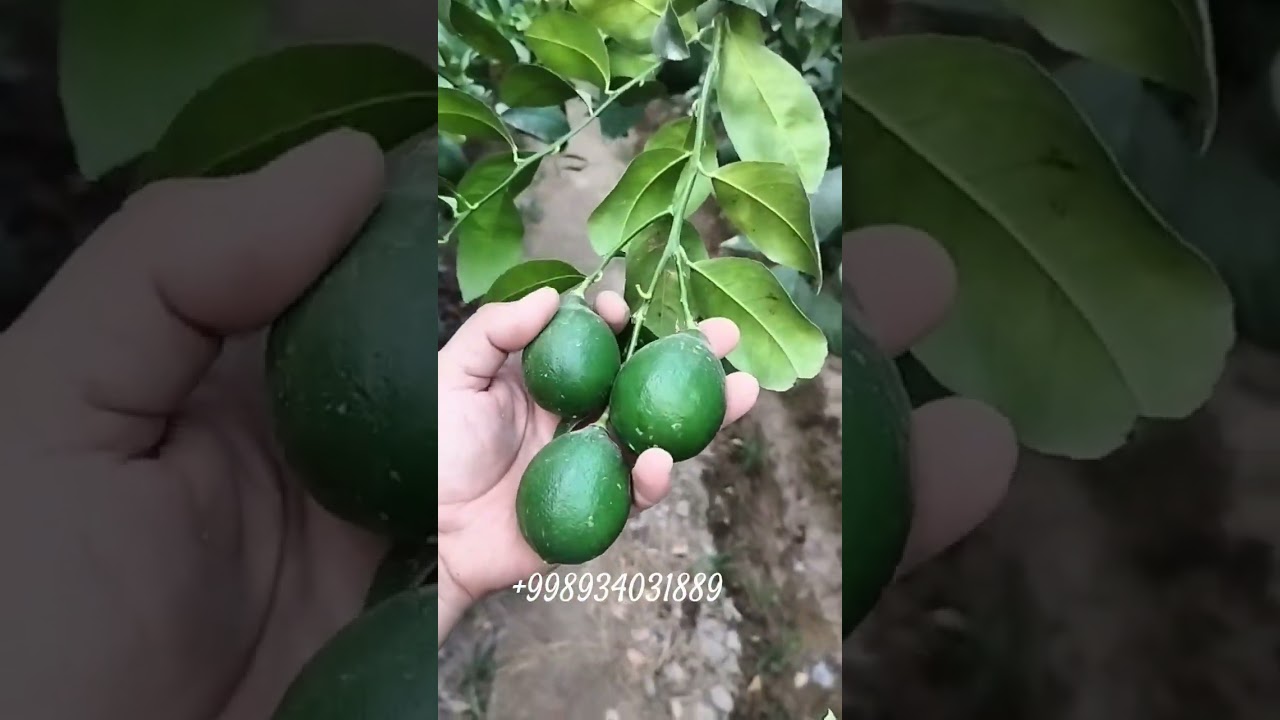 Meyr navli limon kochatlar sotuvdaa.. murojat uchun / +998934031889..+998993976849