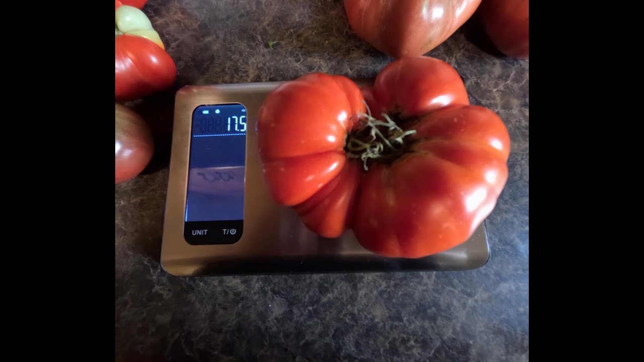 Garden Tour! Tomato Blight! Deck and Outside Cooker Tour!