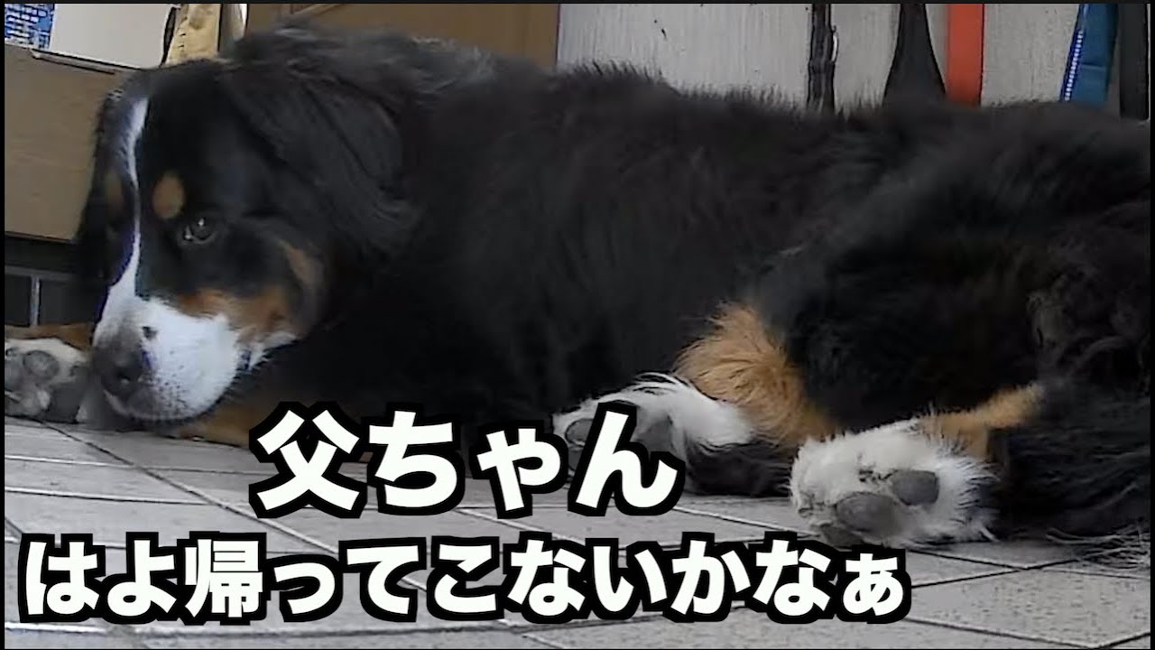 犬のお留守番中は何してる？