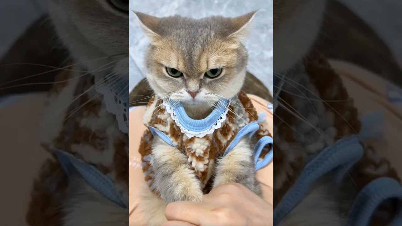#cat