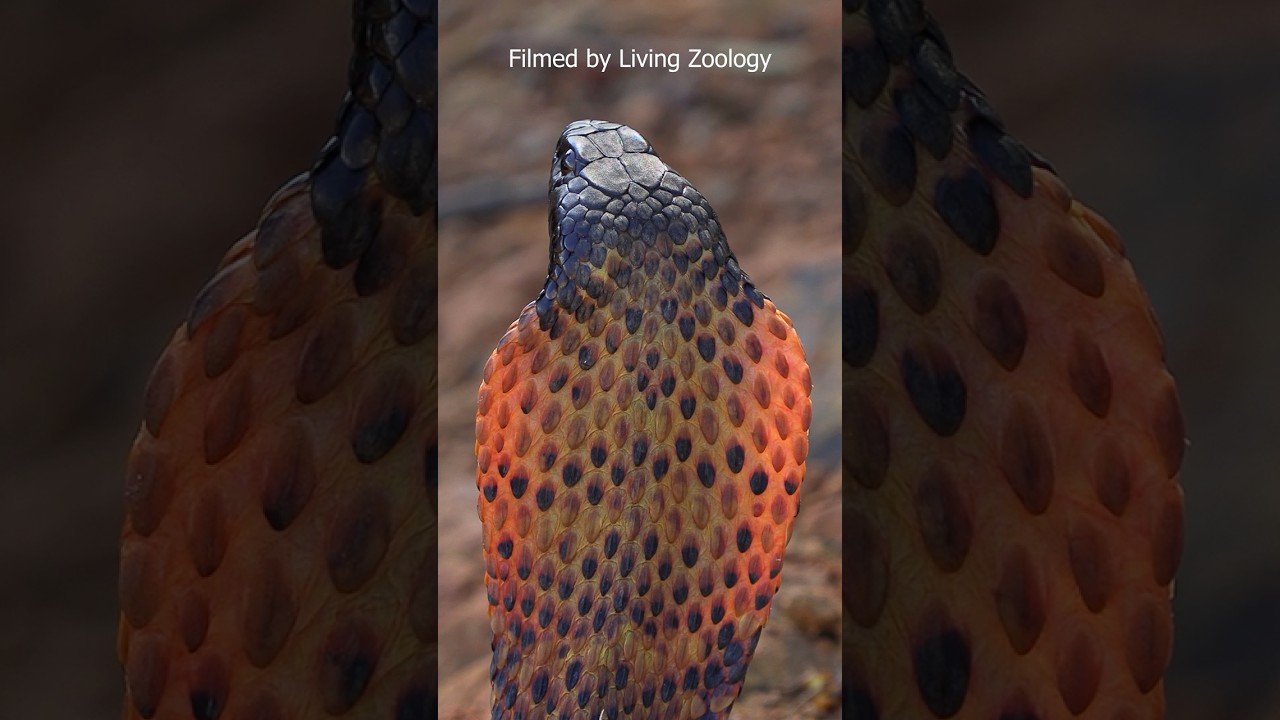 &laquo;Ринхальс&raquo; &mdash; это не &laquo;настоящая кобра&raquo;.