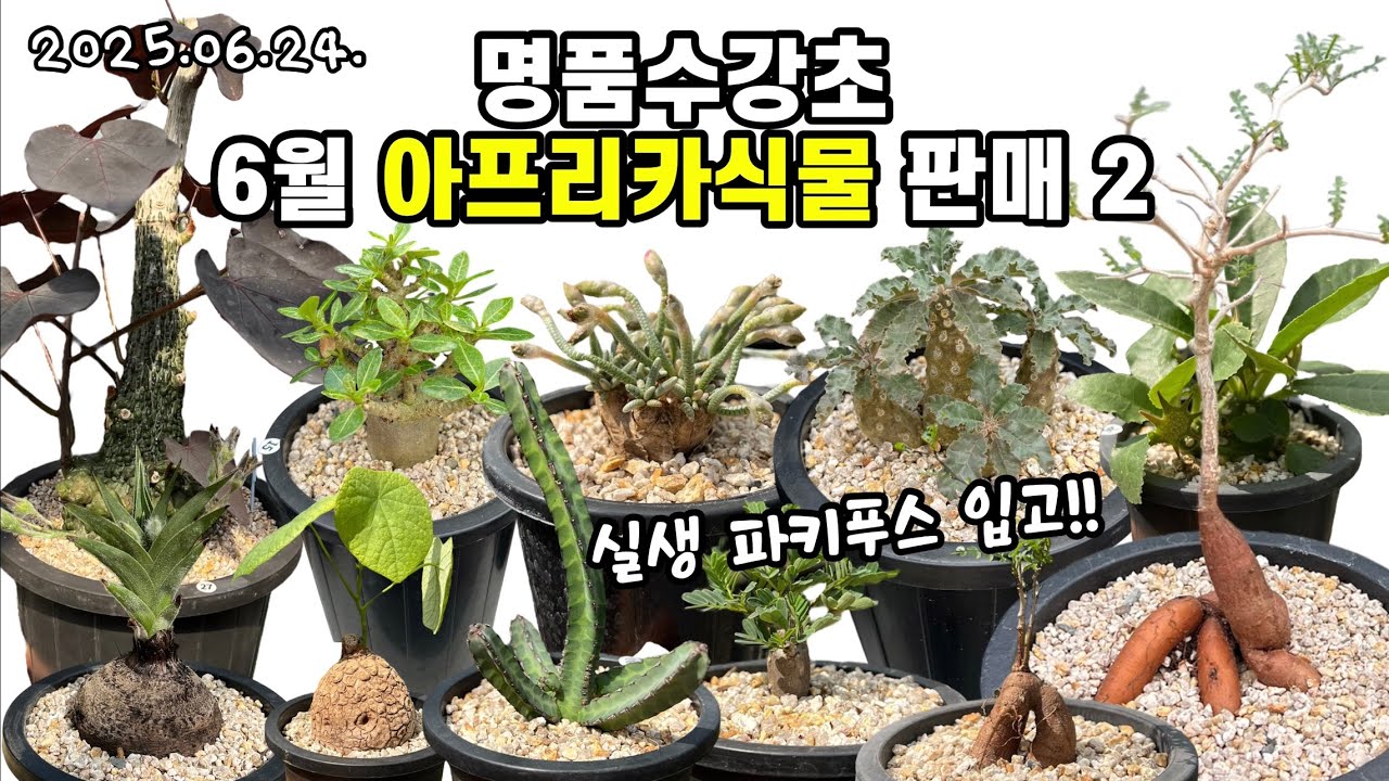 명품수강초 6월 아프리카식물 판매2🌵파키푸스,스틸로사,알스토니,세나,라브라니