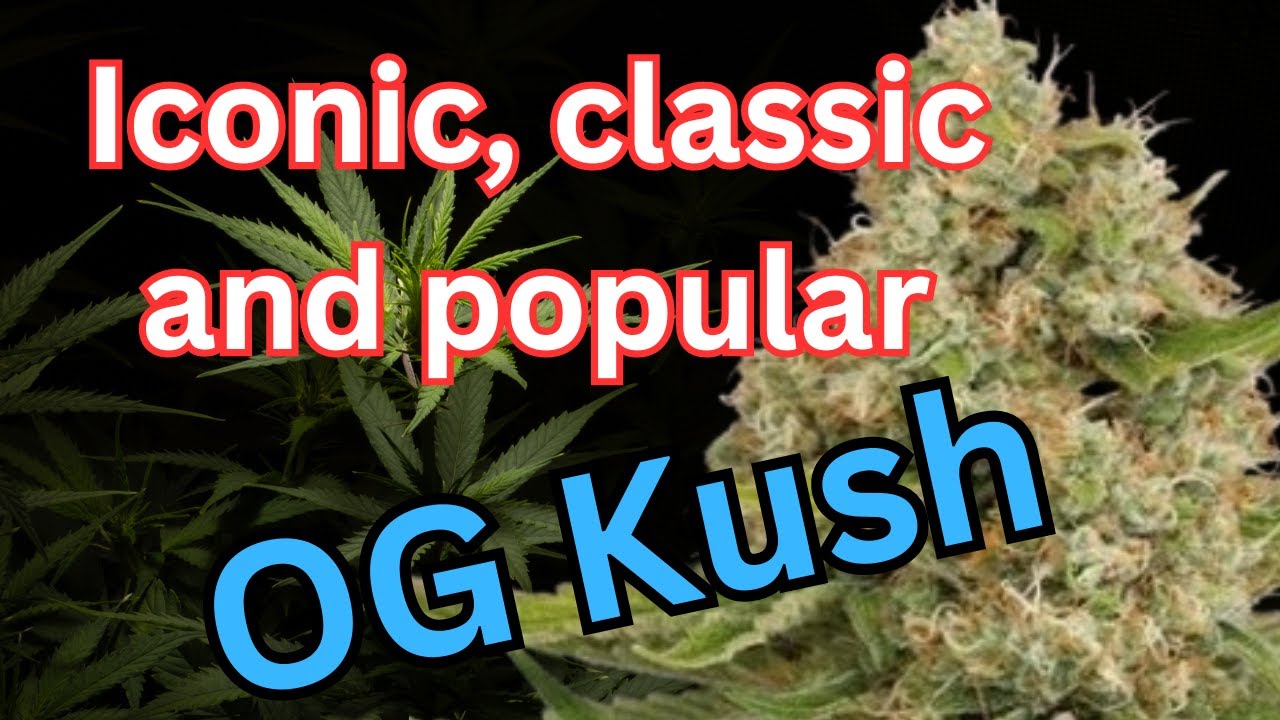 OG Kush : An Iconic Strain