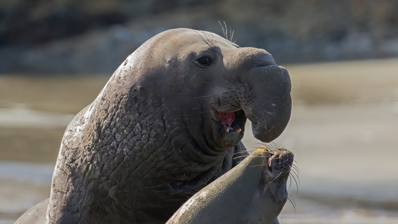 California's Point Reyes National Seashore, February 2024, Wildlife Photo Slideshow