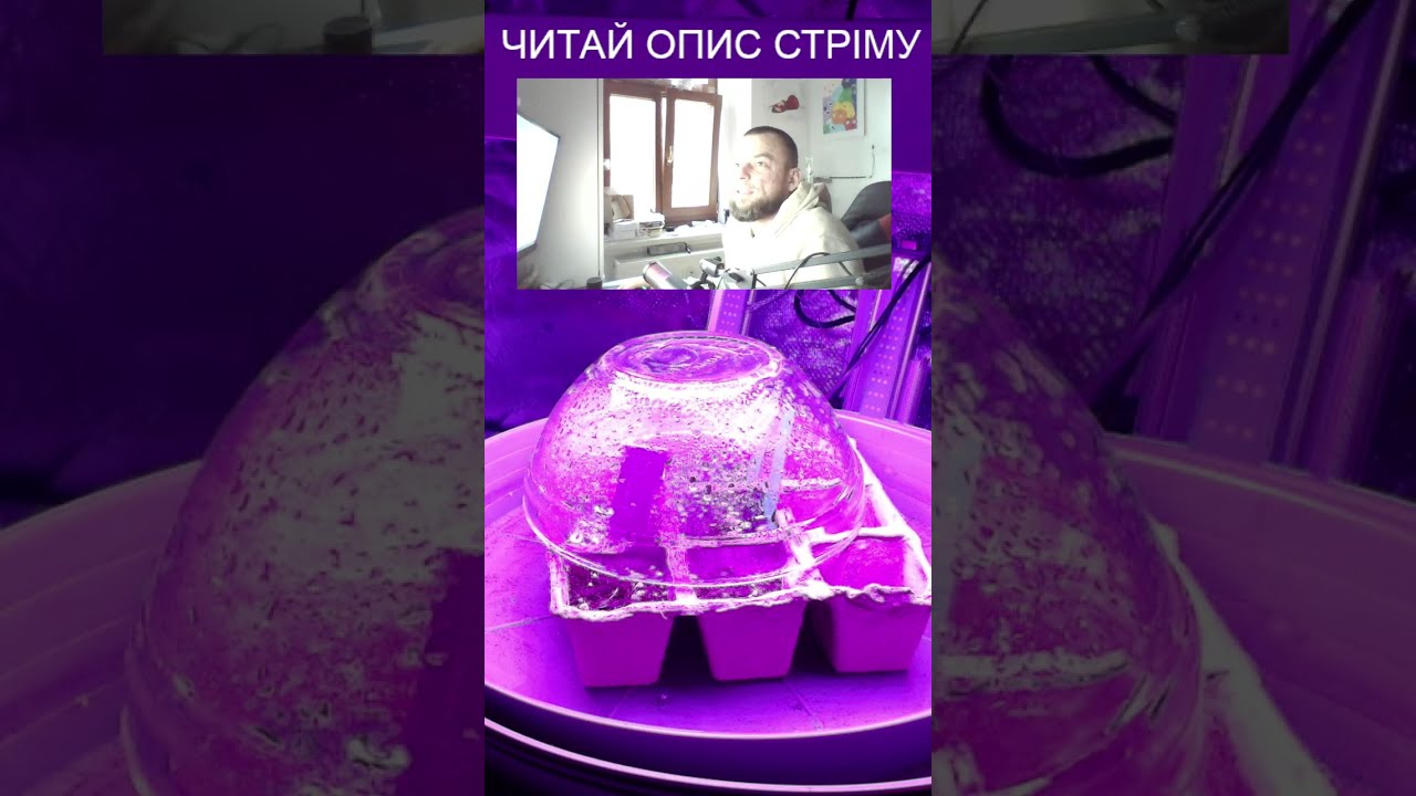 СТРІМ УКРАЇНСЬКОЮ З РАНКУ ДО ВЕЧОРА