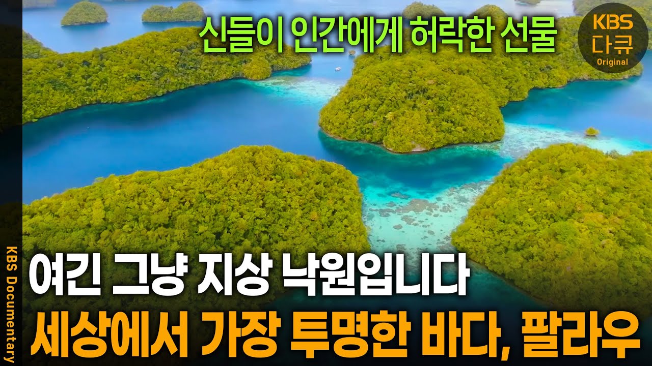 미국 달러 쓰고 시차가 없어 한국인이 가기 좋다는 이 나라, 팔라우를 가다 | KBS 20240720 방송