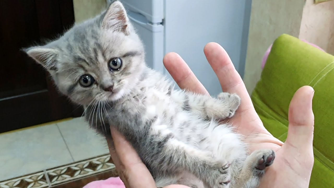 Котенок Стрит облизывает папу и висит у него на спине / очень мило