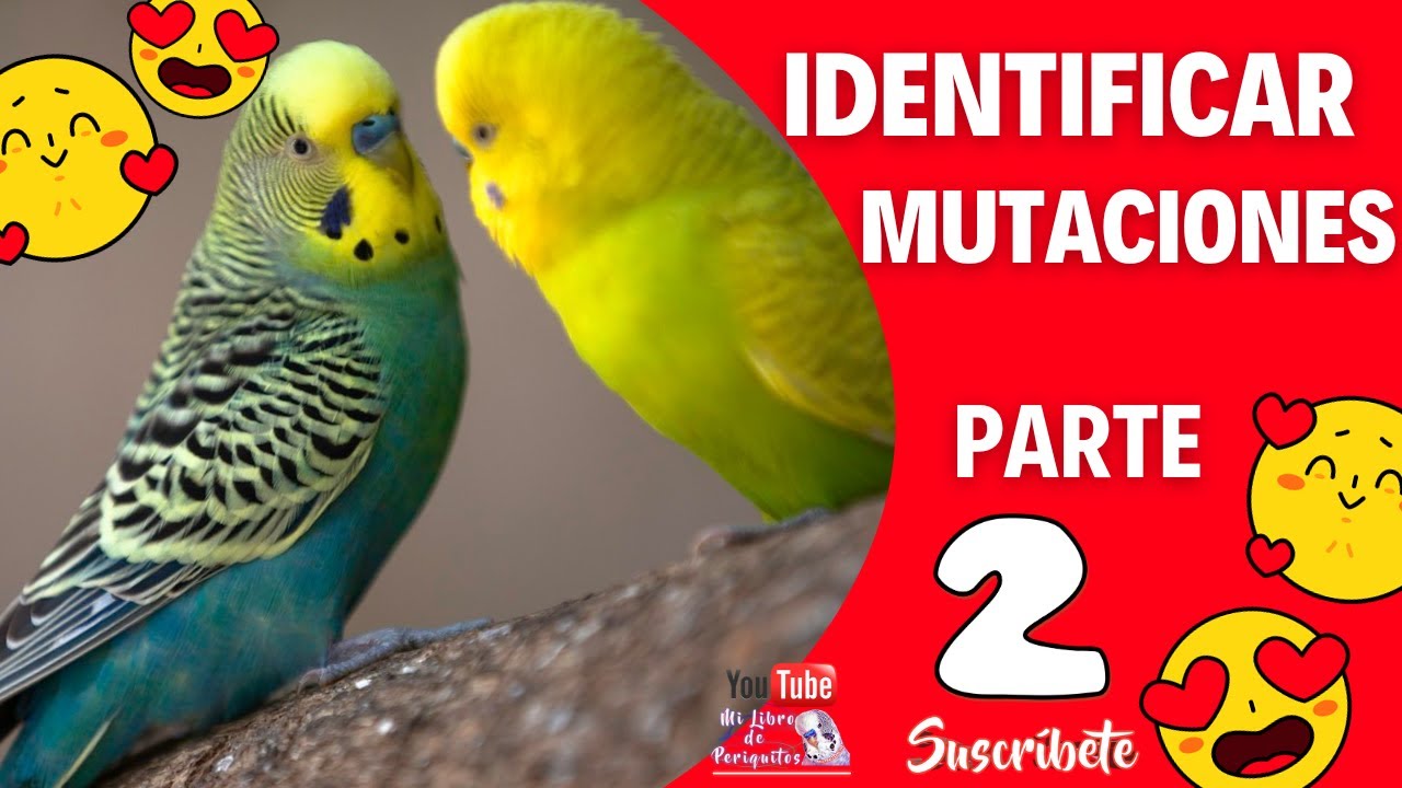 Identificando Mutaciones de Periquitos Parte 2