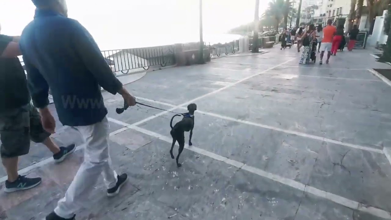adiestramiento canino Galgo Italiano #marbella #entrenamientocanino