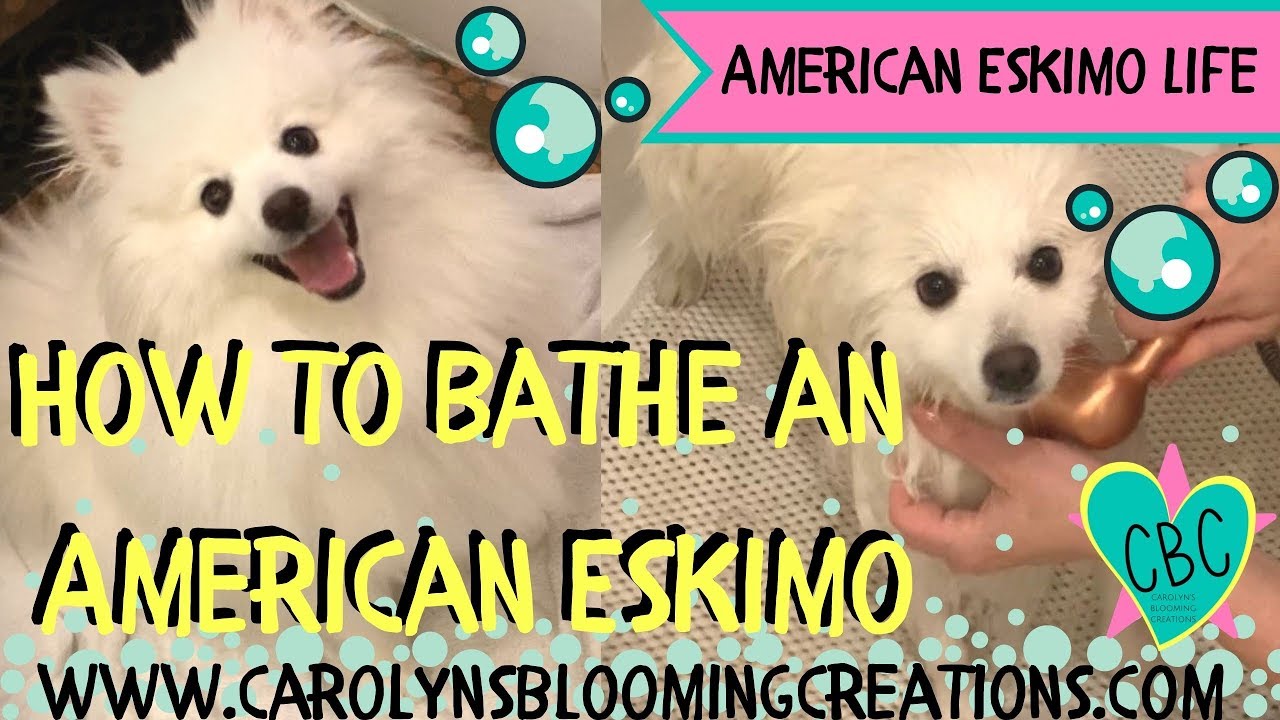 How to Bathe an American Eskimo Dog | Cute Dog Video