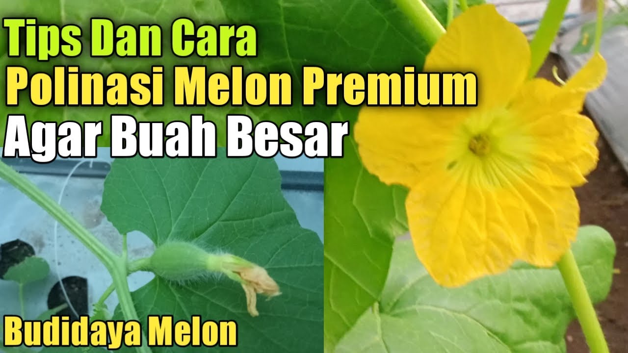 Tips and Methods for Pollinating Melons