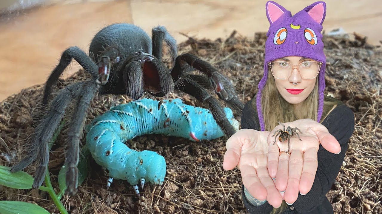 CONFUSING my TARANTULAS with GUMMY WORMS (feeding hornworms)