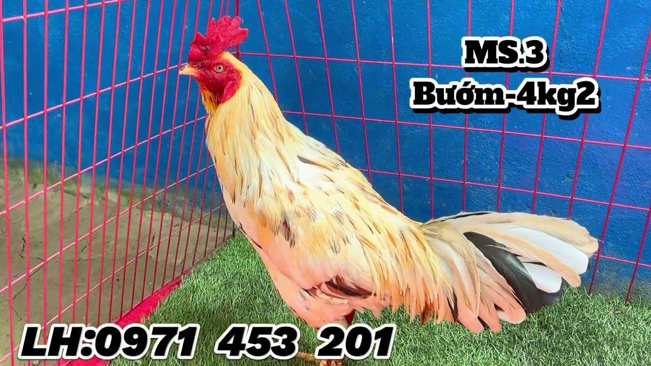 25/1 #top4 có xanh mồng vua trạng từ 3kg -4kg2 hợp nhản LH:0971.453.201 #thinhhanhyoutube #xuhung 
