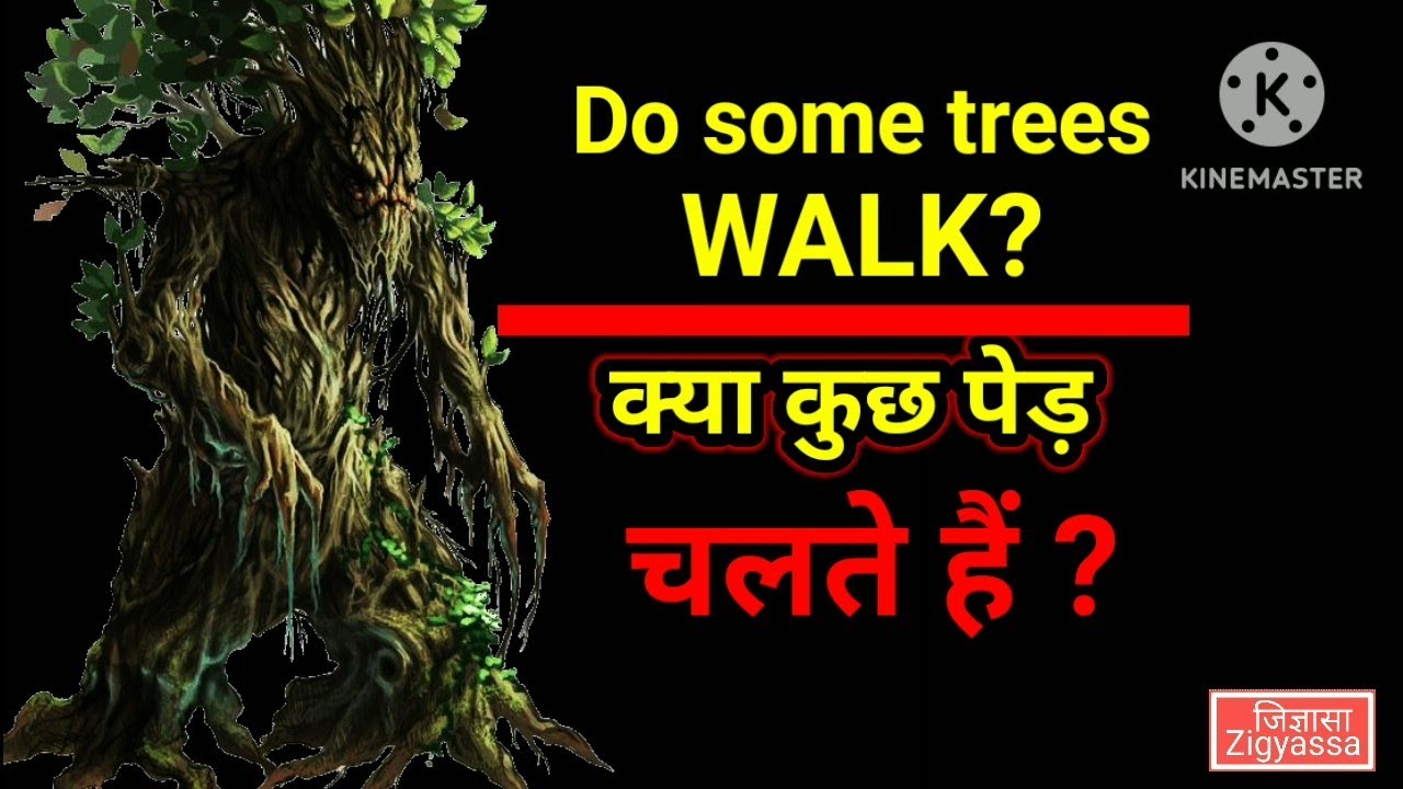 क्या पेड़ भी चलते हैं? Do trees walk?