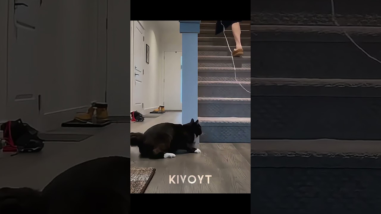Cat Drifting 2 💀