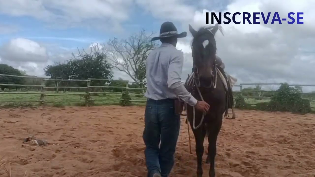 Como meu cavalo pensa para trás a forma de recuo 