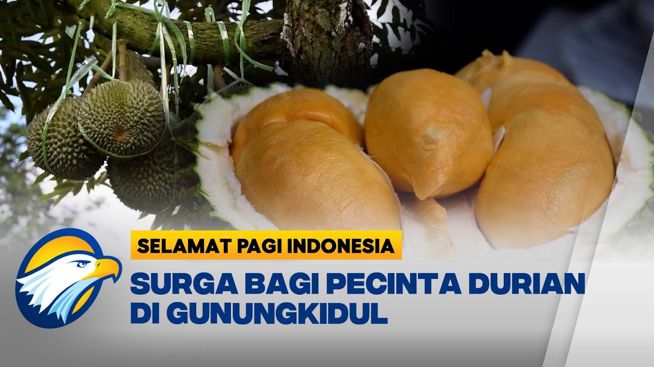 Manfaatkan Lahan Kosong, Budidaya Durian Hasilkan Omzet Puluhan Juta - [Selamat Pagi Indonesia]