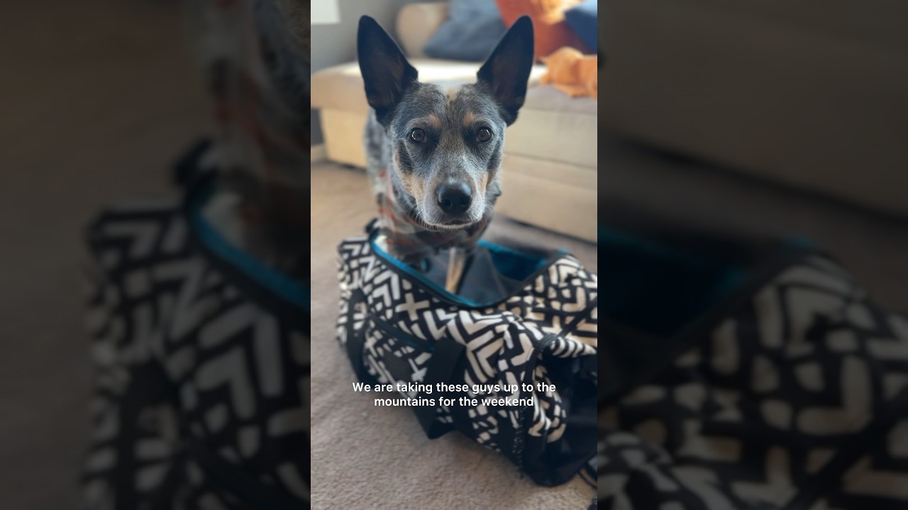 Pack with us for our weekend getaway 🐾🏔️🧳 #hikingdog #traveldog #packwithme