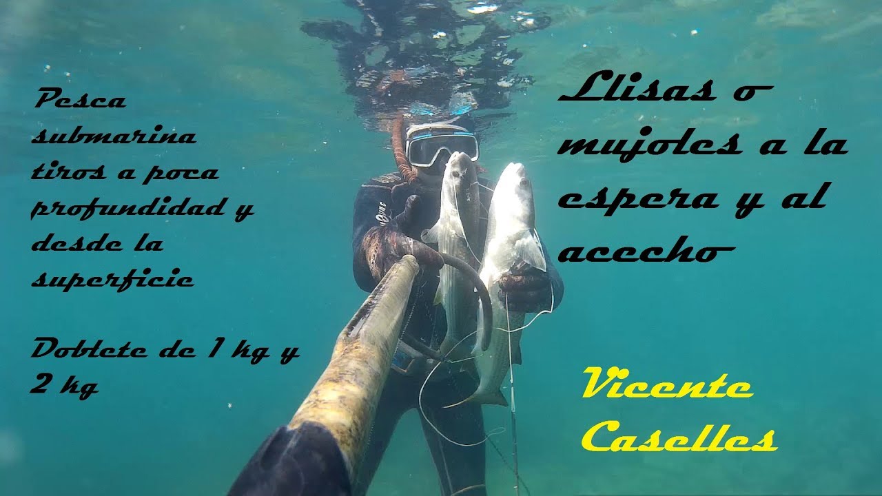 Pesca submarina Llisas o mujoles entre 1 y 2 kg esperas y acechos mullet spearfishing