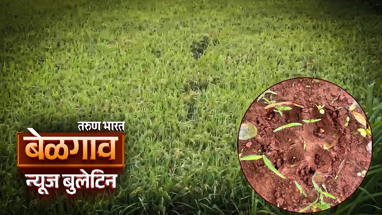 बेळगाव न्यूज बुलेटिन | Belgaum News Bulletin | 29-10-2025