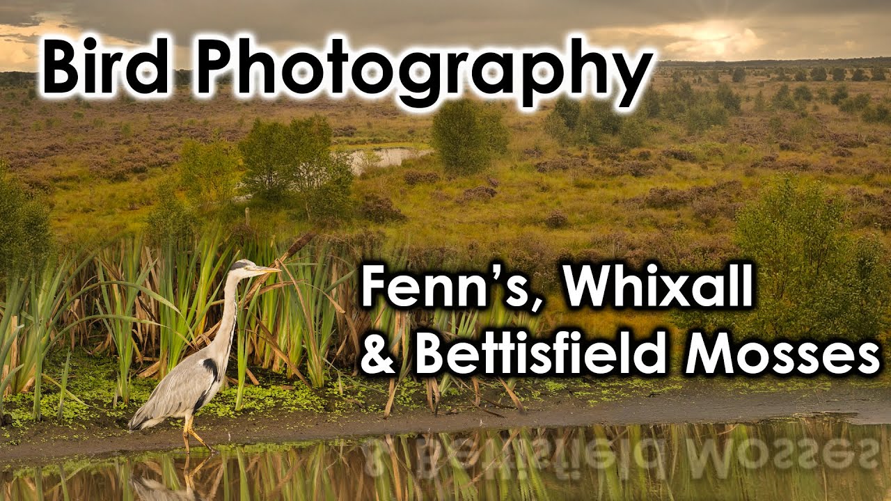 Amazing Birds Caught On Camera At The Nature Reserve!