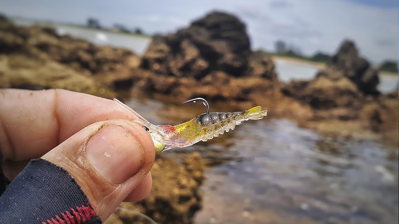 testei esse micro camarão nas pedras da praia  pescaria ultralight