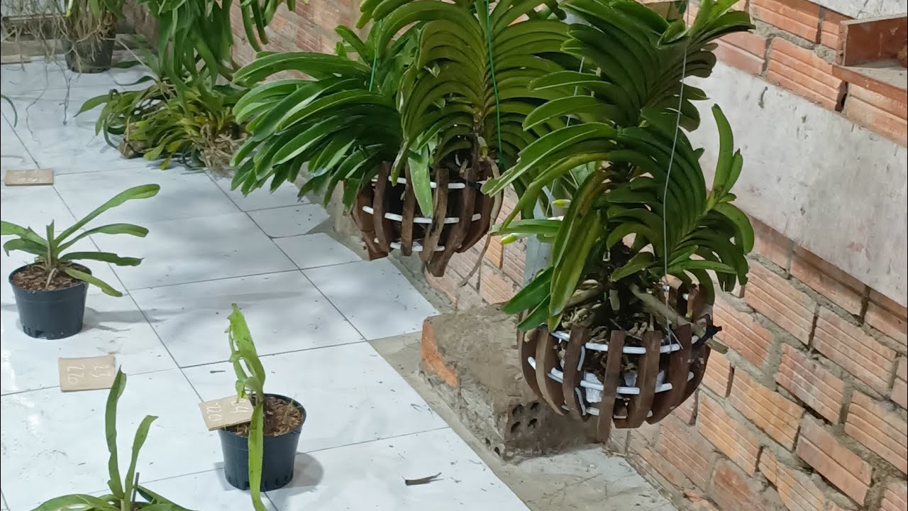 Lan rừng 19/12/25 bao síp LH 0334110946 mời cô chú đăng ký ủng hộ kênh 