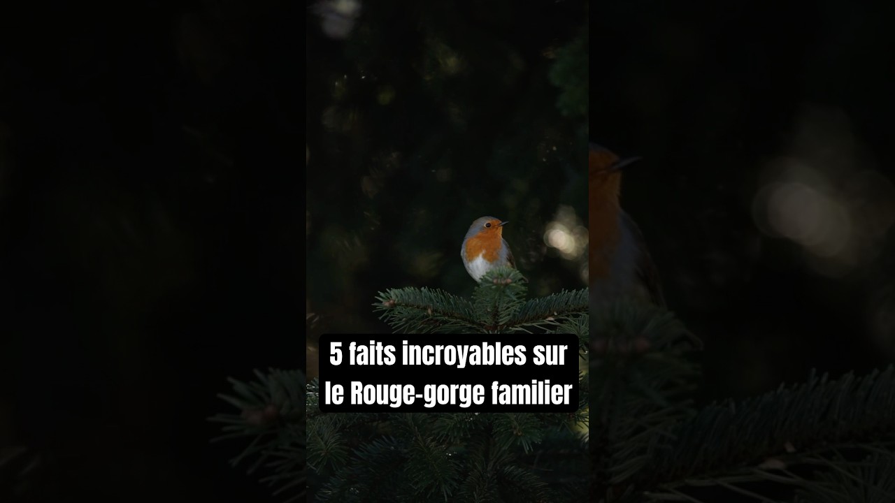 5 faits incroyables sur le Rouge-gorge familier ! #faune #biodiversity #oiseaux #ornithologie