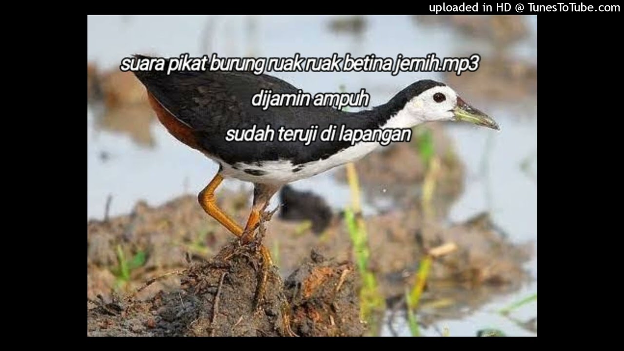 suara pikat burung ruak ruak betina jernih di jamin ampuh.mp3