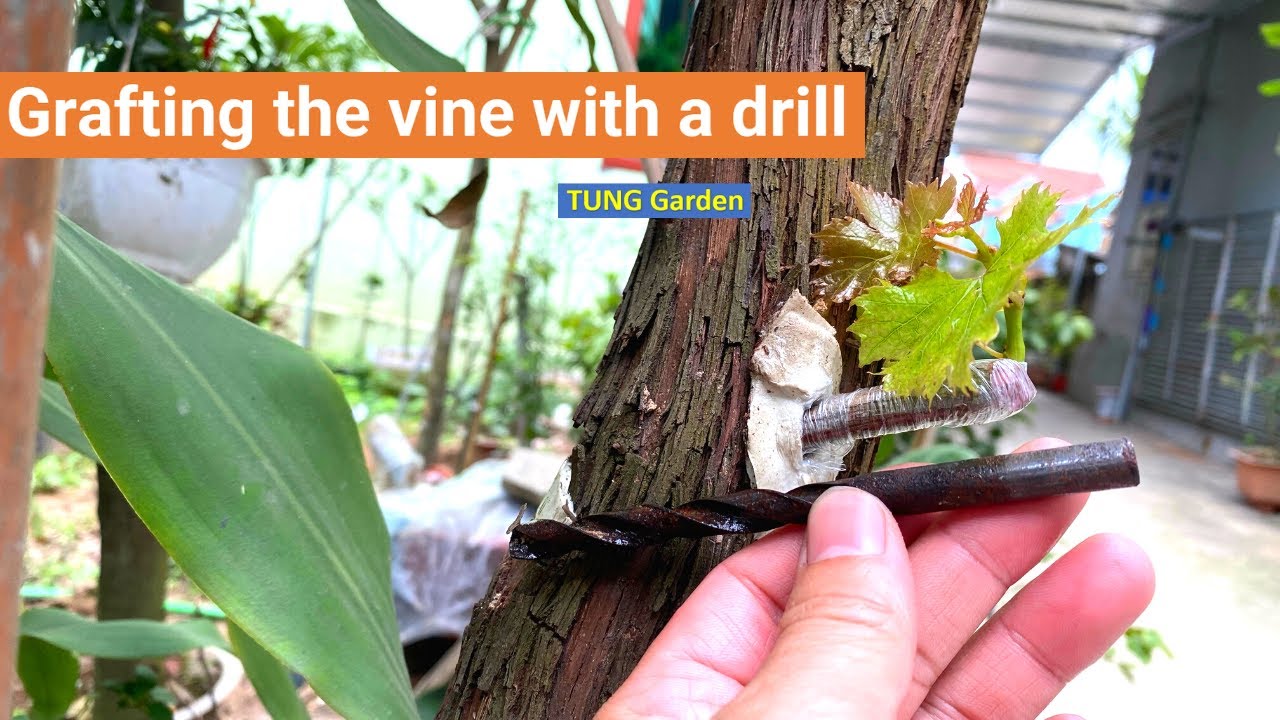 Grafting trees with a drill | Grafting Grape tree drill