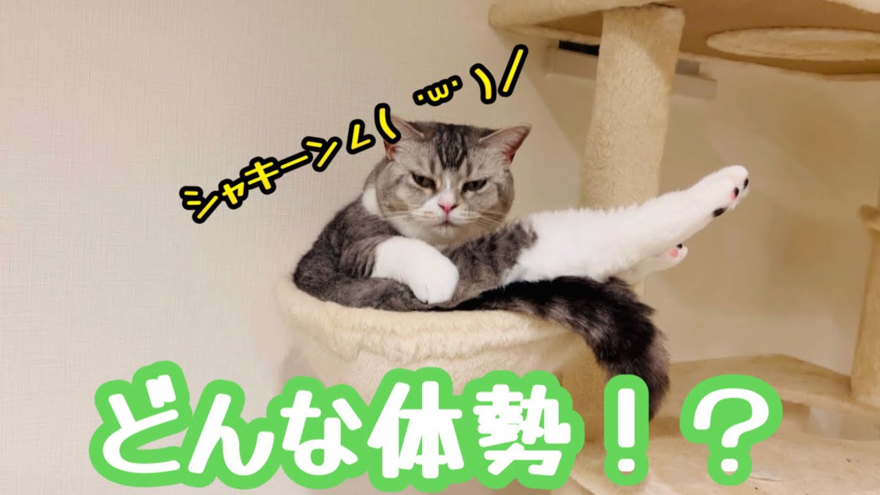 一体どんな体勢なの！？😂😂😂 #248