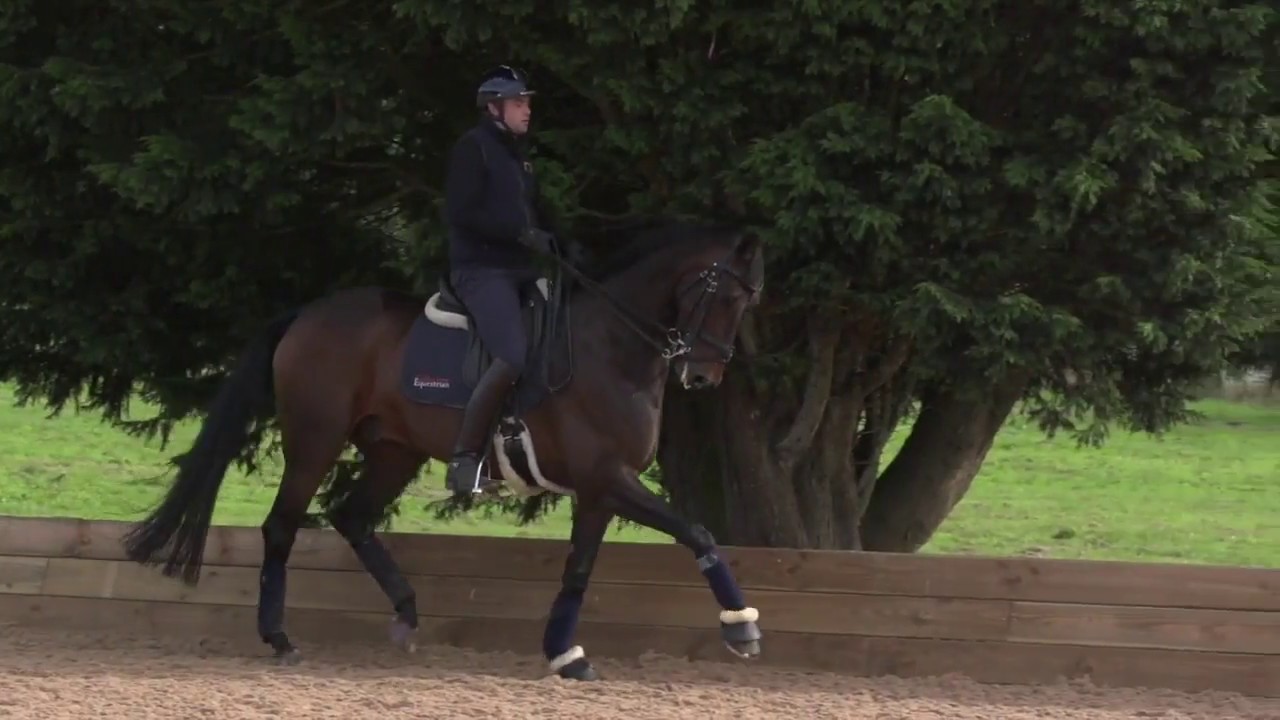How to develop medium trot | Collective Equestrian | Jonny Clarke West