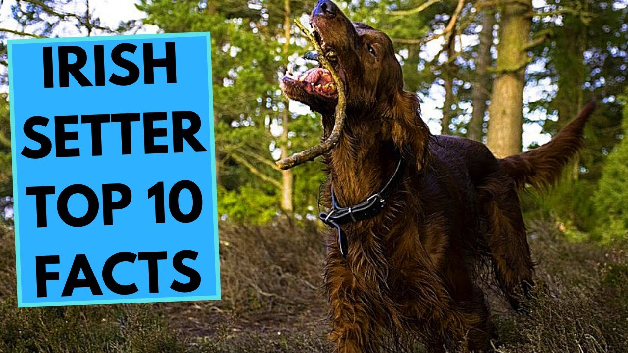 Irish Setter - TOP 10 Interesting Facts