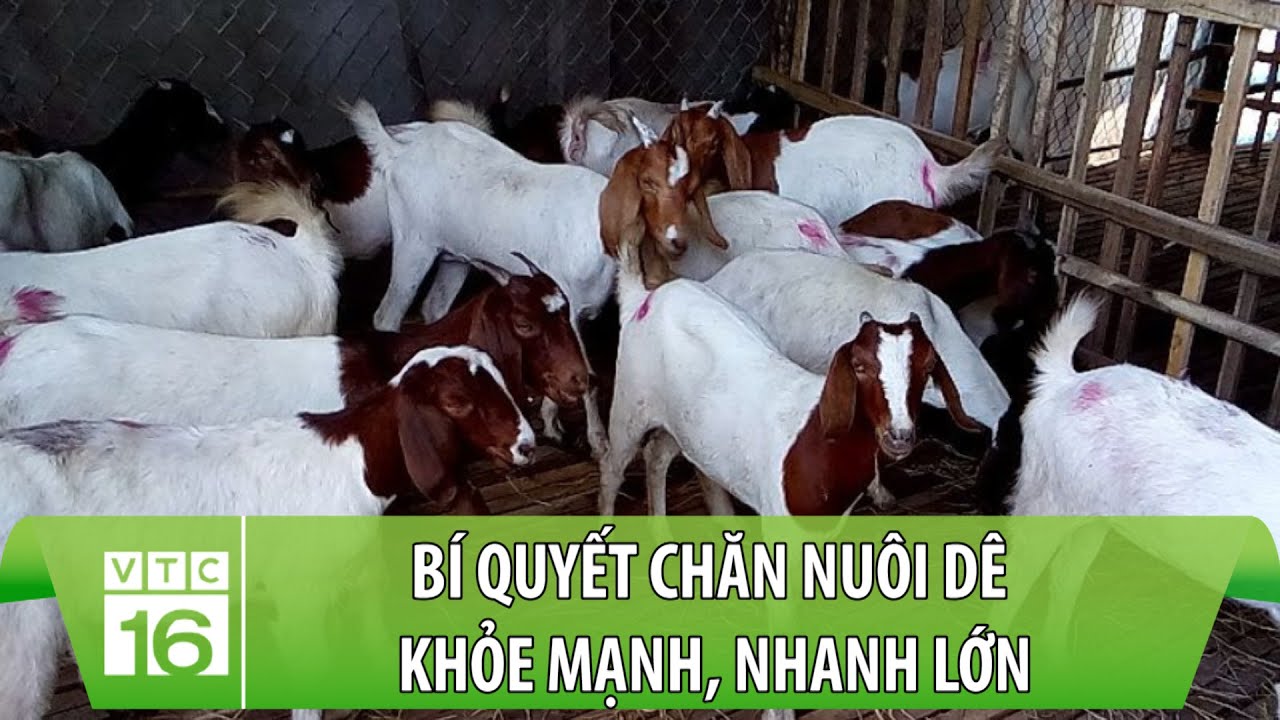 B&iacute; quyết chăn nu&ocirc;i d&ecirc; khỏe mạnh, nhanh lớn | L&agrave;m n&ocirc;ng đ&uacute;ng c&aacute;ch | VTC16